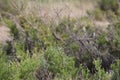 Cassin`s Sparrow Peucaea cassinii 1 Royalty Free Stock Photo