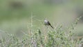 Cassin`s Sparrow Singing from Brush on the Grasslands Royalty Free Stock Photo