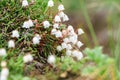 Cassiope lycopodioides - creeping shrub with long thin branches