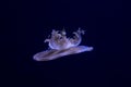 The Cassiopea andromeda Upside-down jellyfish. Royalty Free Stock Photo
