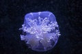 Cassiopea andromeda jellyfish Royalty Free Stock Photo