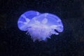 Cassiopea andromeda jellyfish
