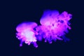 Cassiopea upside-down jellyfish is a genus of true jellyfish Royalty Free Stock Photo