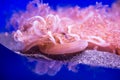 Cassiopea or upside down jellyfish Royalty Free Stock Photo