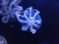 Cassiopea or upside-down jellyfish in water Royalty Free Stock Photo