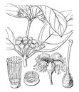 Cassipourea vintage illustration