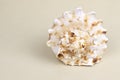 Cassis Cornuta sea shell on beige background Royalty Free Stock Photo