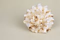 Cassis Cornuta sea shell on beige background Royalty Free Stock Photo