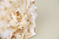 Cassis Cornuta sea shell on beige background Royalty Free Stock Photo
