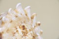 Cassis Cornuta sea shell on beige background Royalty Free Stock Photo