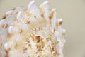 Cassis Cornuta sea shell on beige background Royalty Free Stock Photo