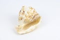Cassis Cornuta sea shell on white background Royalty Free Stock Photo