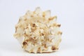 Cassis Cornuta sea shell on white background Royalty Free Stock Photo
