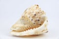 Cassis Cornuta sea shell on white background Royalty Free Stock Photo