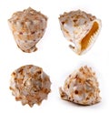 Cassis Cornuta Shell on white background Royalty Free Stock Photo