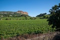 Cassis, France, Vineyards with the Cap Canaille in background Royalty Free Stock Photo