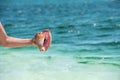 Cassis madagascariensis in the hand on the beach Playa Paradise of the island of Cayo Largo, Cuba. Copy space for text. Close-up. Royalty Free Stock Photo