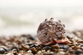 Cassis rufa seashell on sea pebbles Royalty Free Stock Photo