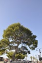 Cassis, 8th september: Maritime Pine tree in Gilbert Savon Square from Cassis in Provence France