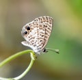 Cassius Blue Butterfly Royalty Free Stock Photo