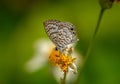 Cassius Blue butterfly Royalty Free Stock Photo