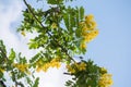 Cassod tree; Cassia siamea with flower Royalty Free Stock Photo