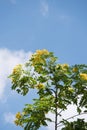 Cassod tree; Cassia siamea with flower Royalty Free Stock Photo