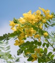Cassod tree; Cassia siamese with flower Royalty Free Stock Photo