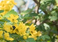 Cassod tree; Cassia siamea with flower Royalty Free Stock Photo