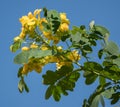 Cassod tree; Cassia siamea with flower Royalty Free Stock Photo
