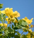 Cassod tree; Cassia siamea with flower Royalty Free Stock Photo