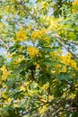 Cassod tree;yellow cassia siamea with flower Royalty Free Stock Photo