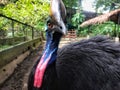 Cassowaries the most dangerous bird Royalty Free Stock Photo