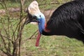 Cassowary Royalty Free Stock Photo