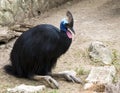 Cassowary