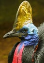 Cassowary