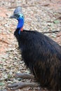 Cassowary Bird Royalty Free Stock Photo