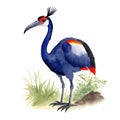 Cassowary bird in cartoon style. Cute Little Cartoon Cassowary bird isolated on white background. Watercolor drawing, hand-drawn Royalty Free Stock Photo