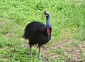 Cassowary bird Royalty Free Stock Photo