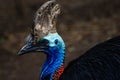 Cassowary bird close up face Royalty Free Stock Photo