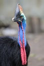 Cassowary bird Royalty Free Stock Photo