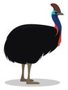 Cassowary bird, illustration, vector Royalty Free Stock Photo