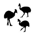 Cassowary bird vector silhouettes Royalty Free Stock Photo