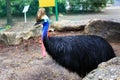 Cassowary