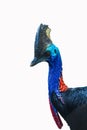 Cassowary Royalty Free Stock Photo
