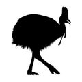 Cassowary Casuarius is a large species of flightless bird, Silhouette Style, Found in the forests of Papua New Guinea