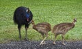 Cassowary chicks and their male dad Royalty Free Stock Photo