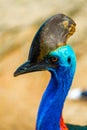 Cassowary close-up. Cassowary head. Big aggressive bird