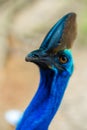 Cassowary close-up. Cassowary head. Big aggressive bird