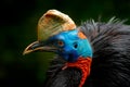 Cassowary, detail portrait of Southern cassowary, Casuarius casuarius. Australian big forest bird from Papua New Guinea. Big bird